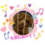 《トイプードル》メルちゃんスタンプ①