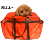 トイプードルのモコ  日常スタンプ