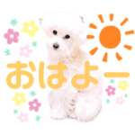 トイプードルのポッケ