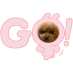 トイプードル暖くんの日常2