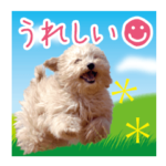 ていねいで可愛い犬_トイプードル