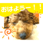 《トイプードル》メルちゃんスタンプ②