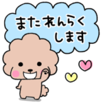 トイプードルのビビ♡敬語