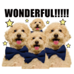 フワモコ犬・トイプードルのムク3