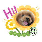 可愛いトイプードルのレイちゃん