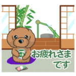 TOY POODLE トイプードル V9 