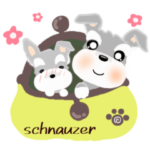 ふんわり癒されシュナウザー