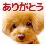 トイプードルの空 ４