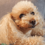 トイプードル　かりんちゃん