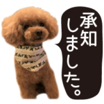 かわいい・わんこ⑭トイプー・文字大きめ