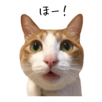 大盛！猫のはっさくスタンプ