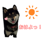 まめしばのこまきち