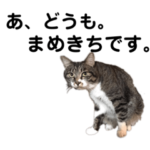 ねこのまめきち