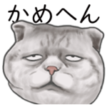 大阪の猫たちです