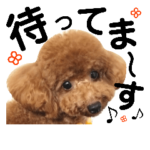 トイプードル日常4デカ文字