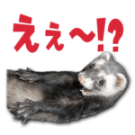 おもしろ可愛いフェレット vol.1