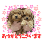 トイプードルの家族スタンプ