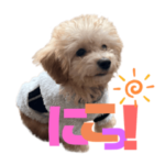 ੯‧̀͡u 愛犬トイプードル ぽぽ