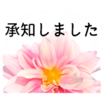 暮らしに花を♪ ダリア