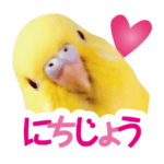 黄色いインコ レモンちゃん「日常」