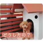 トイプードル「モカ」の日常会話