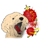 8KG！トイプードル 2