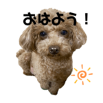 トイプードルのもーこスタンプ5