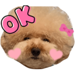 トイプードルコロンの日常U•x•U①