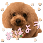 かわいい・わんこ⑮トイプードル・お祝い