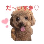 トイプードルのもーこスタンプ3