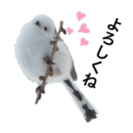 天使なシマエナガ