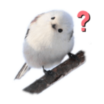 シマエナガなの