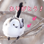 シマエナガの日常会話