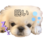 ペキニーズ　もちまる日常スタンプ②