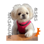 ペキニーズ　もちまる日常スタンプ①