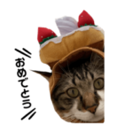 猫のミカサ君おめでとうスタンプ！！