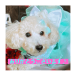 トイプードルぷー　挨拶スタンプ♫