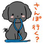 黒トイプードル「こんぶ」の日常