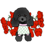 おしゃれなトイプードルのくぅちゃん 2