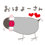 関西弁の桜文鳥