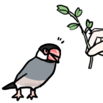 桜文鳥チャッピー第5弾