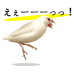 桜文鳥と白文鳥の日常会話