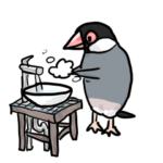 桜文鳥チャッピー第8弾