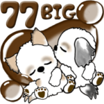 シーズー犬 77『いつもの言葉』水玉