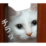 うちねこ
