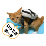 一般社団法人KRかわいい保護猫スタンプ