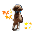 コロとトイプードルのラスタ