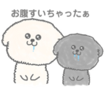 トイプードルのぷしゅけとおすしと仲間