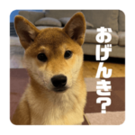 柴犬にまかせろ！