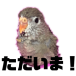 インコとおねずみのほっこり図鑑